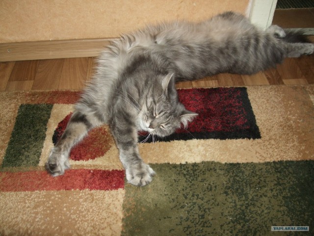 Котовторник 31.07.2012 г.