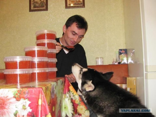 Один день из жизни Хаски, с обеда до ужина!