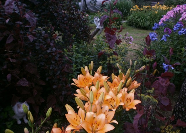 Котовторник 23.07.2019.