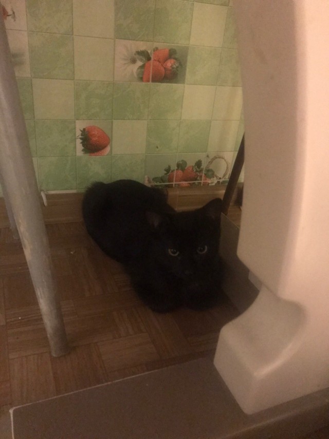 Забавные фото котеек