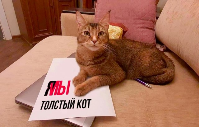 Забавные фото котеек