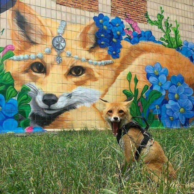 Живность из сети