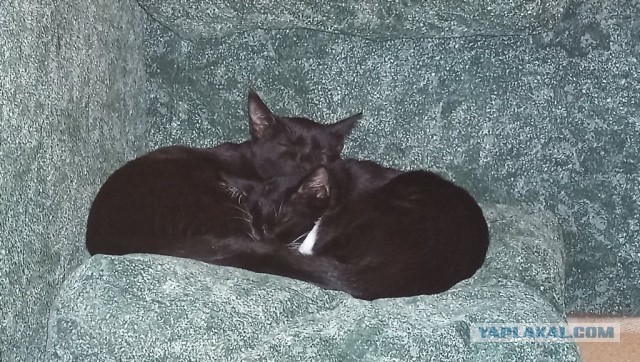 Начнем котоФторник?