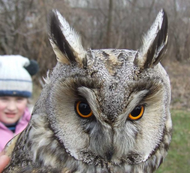 Живность от hissen
