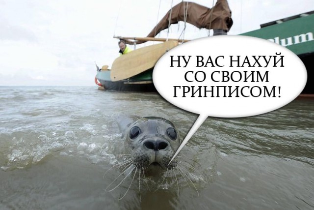Фотожаба: Испуганый морской котик