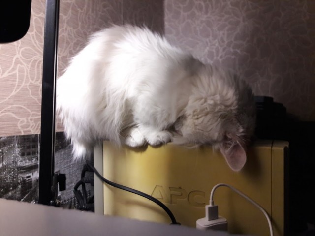 Ну, с котовторником!