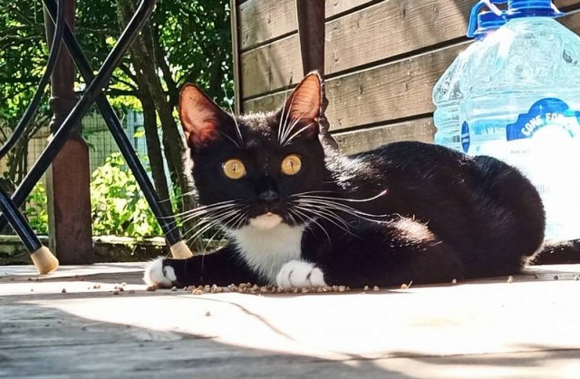 Котовторник