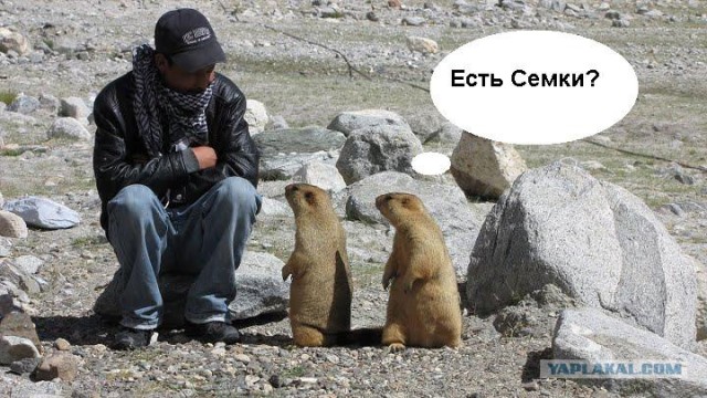 Сурки-гопники