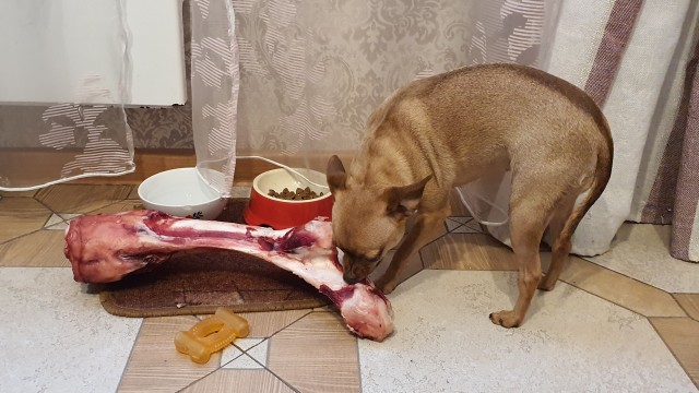 Собакены