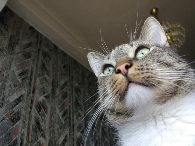 Которник