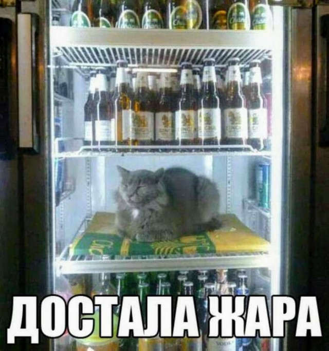 Всякие разные картинки 14.07.21