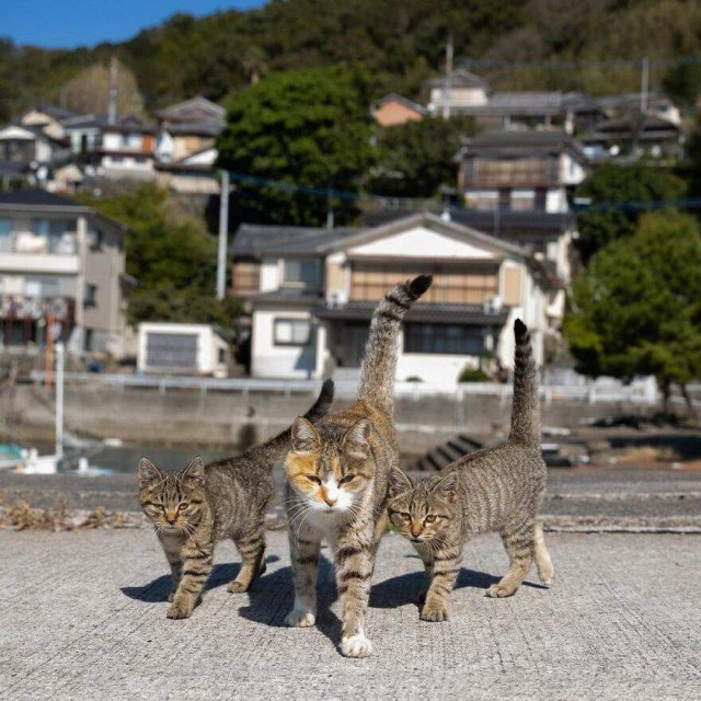 Разные котики