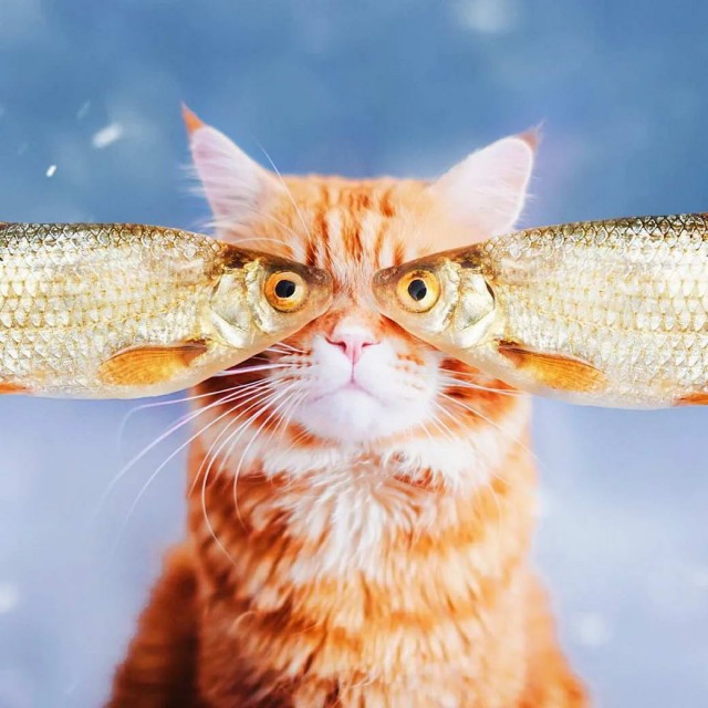 Разные котики