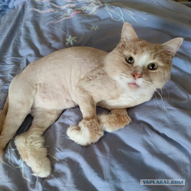 Последний котовторник лета