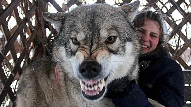 Хаски: Почему чистокровные собаки этой породы всё чаще оказываются на улице и в приютах?