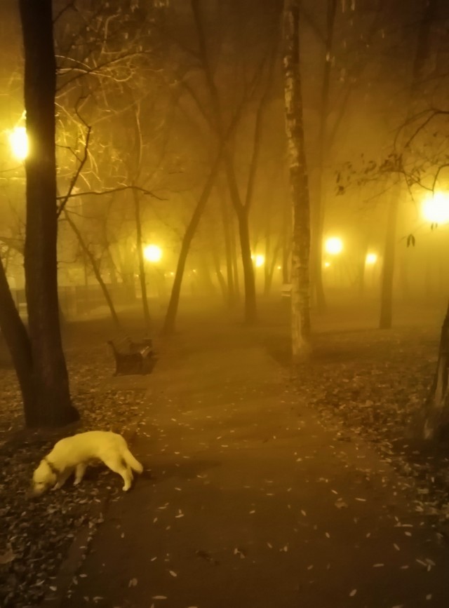 Туман в Москве