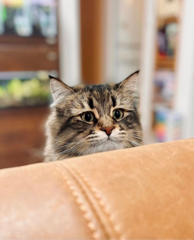 Котовторник так котовторник