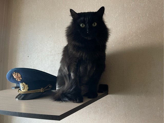 Котознатоки и котолюбители, созываю совет