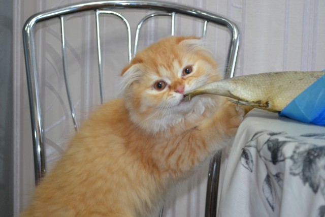 А это мой котан к котовторнику