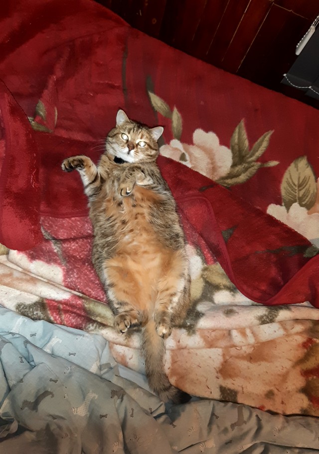 Котовторник 07.06.2022
