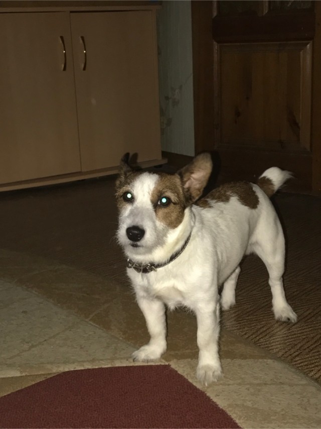 Про собачек