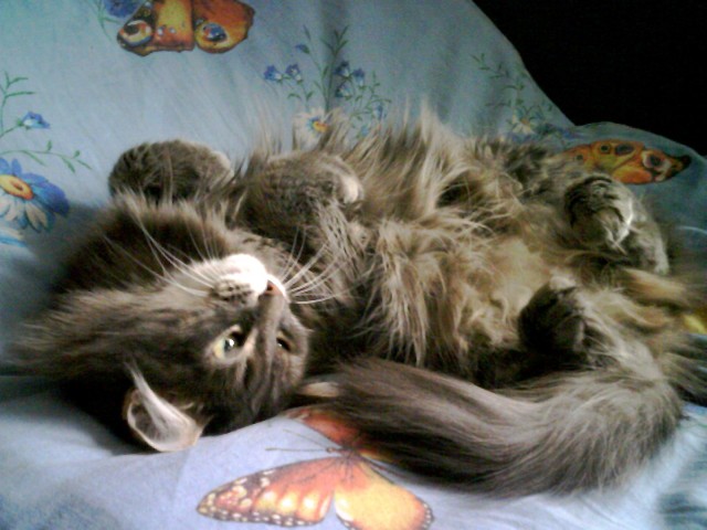 Ура! Котовторник.