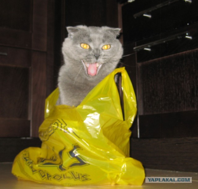 Котовторник  19.03.2013