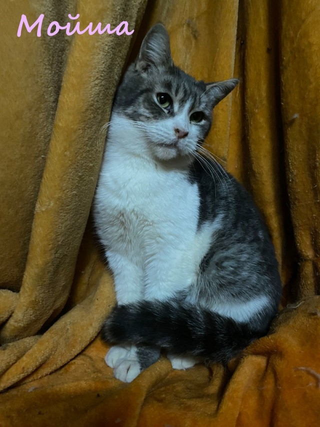 Жизнь домашнего приюта "Котоленд" 373
