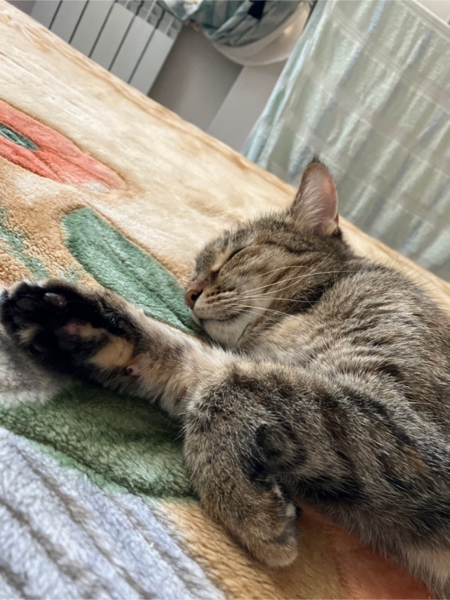 Коточетверг!