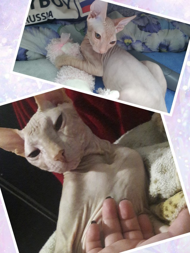 Котовторнику посвящается
