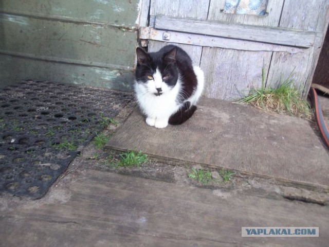 Жизнь домашнего приюта для котеек 444
