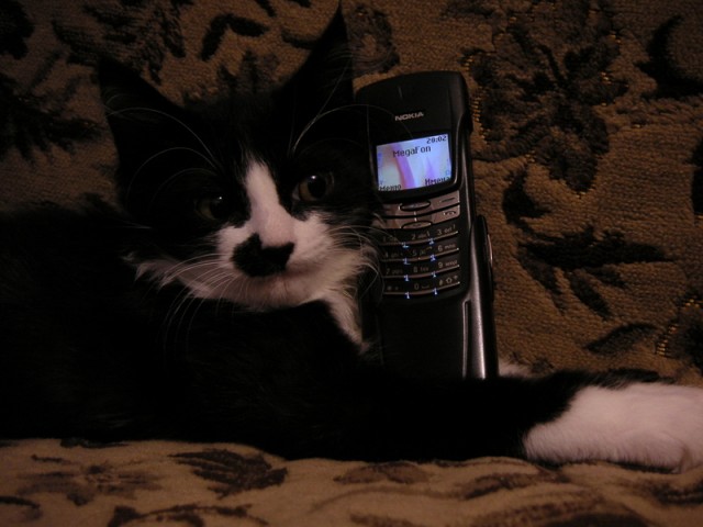 Котовторник 16.04.2013