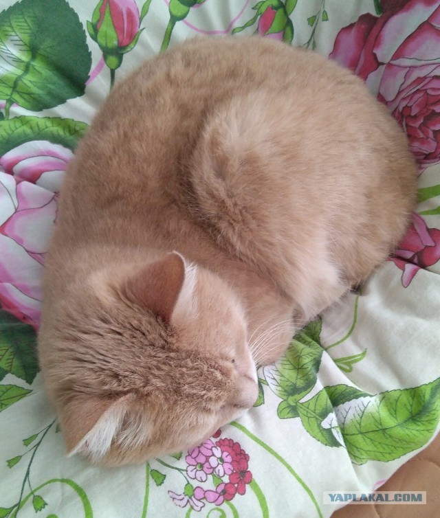 К котовторнику, 17 лет стукнуло меховому