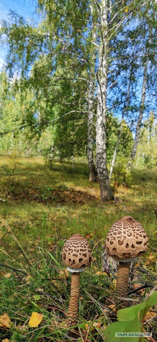Природа. Урал