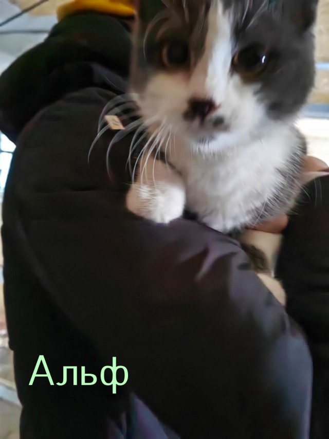 Жизнь домашнего приюта "Котоленд" 428