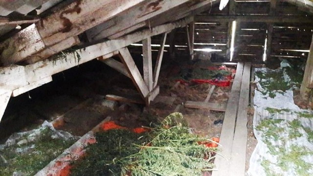 Пенсионер заготовил себе 14 килограммов марихуаны и курил её втайне от жены