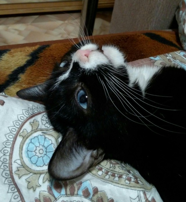 Сегодня котовторник