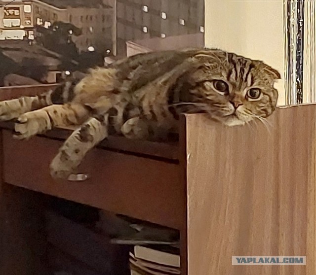 Это не меня заперли с вами, это вас заперли со мной