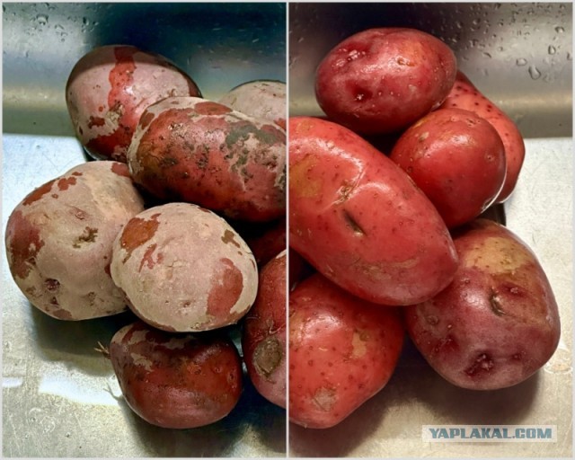 Картошка. Просто картошка