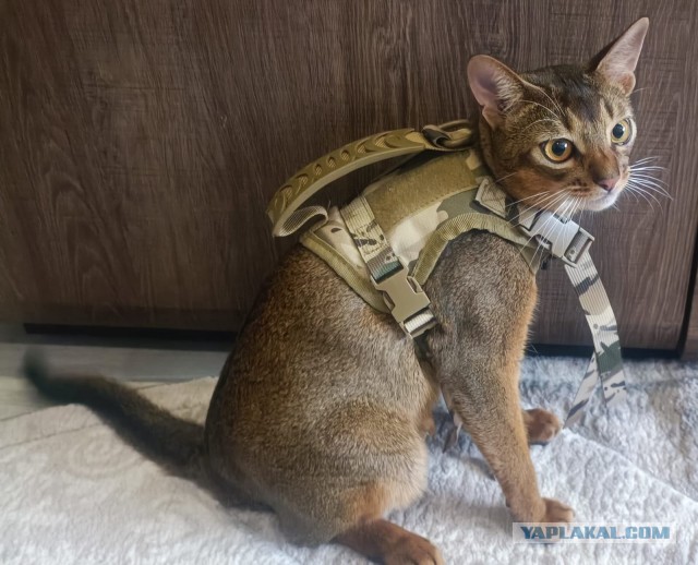 скоро на прогулку)