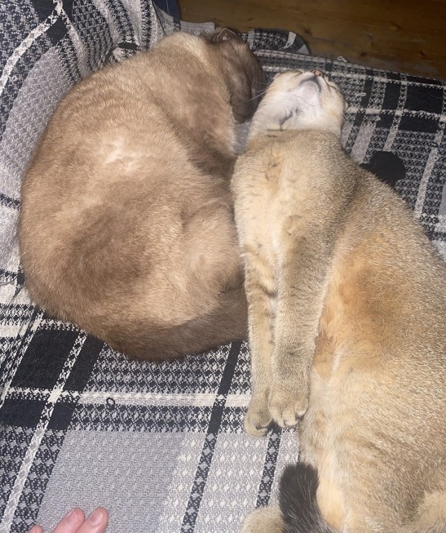 Спящих котеек тред