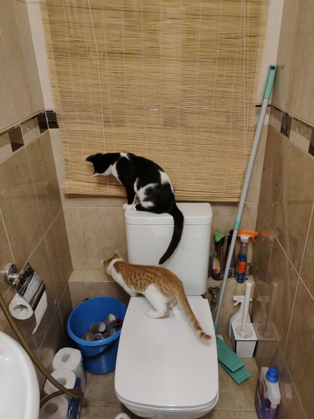 К котовторнику