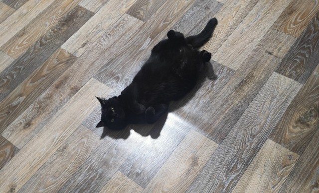 Чёрный котовторник