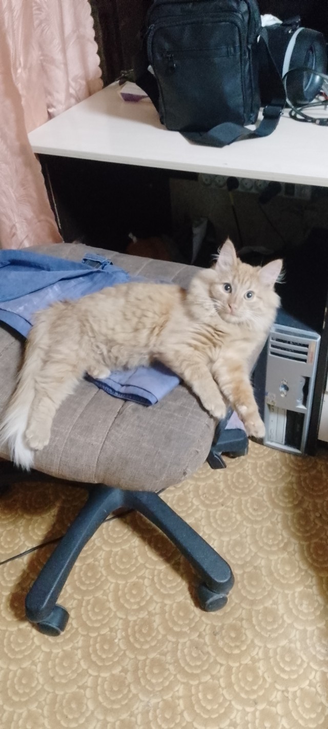 Котовторник
