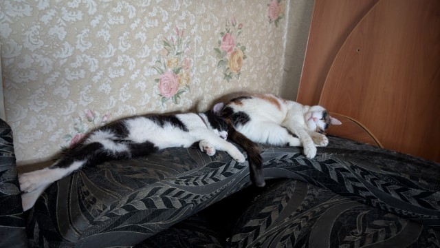 Кошачьи звезды вэбкама