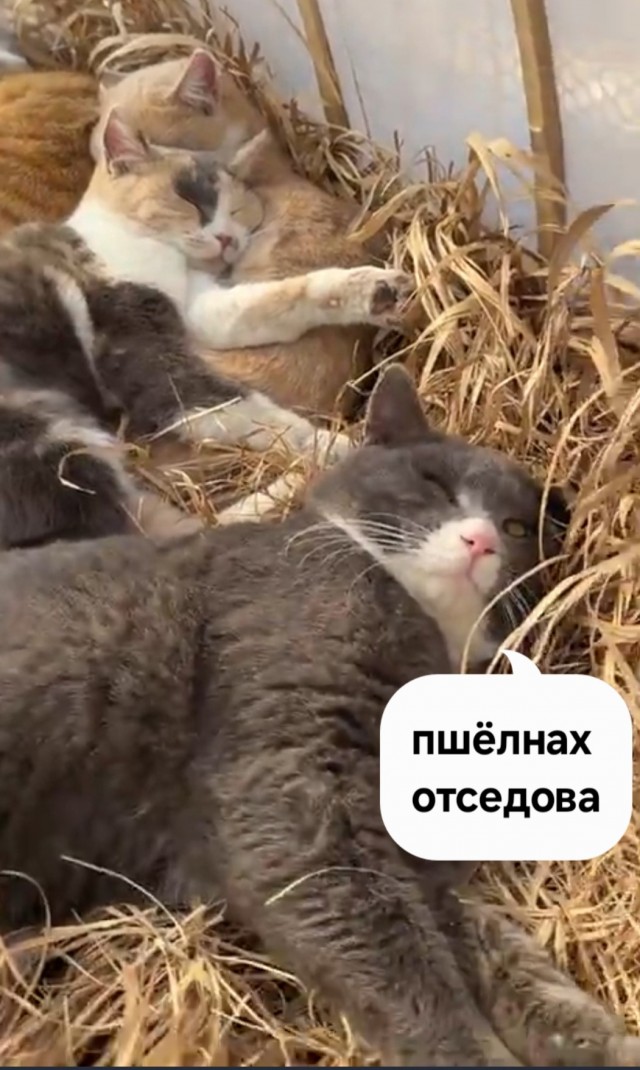Парник с пушистыми помидорами