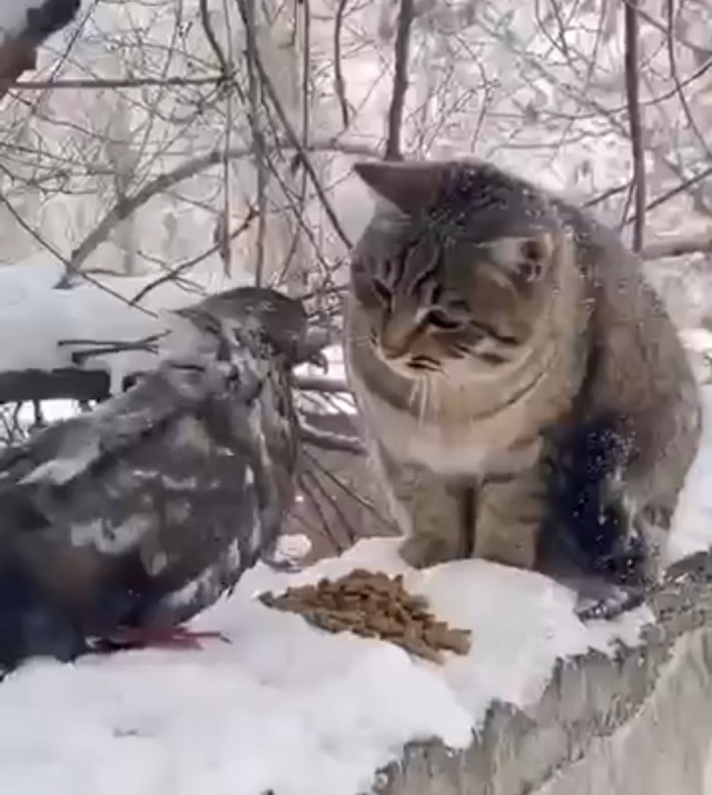 Хавка жрёт хавку