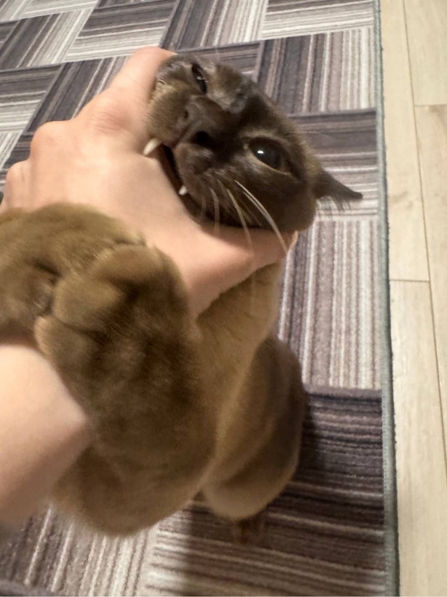 Котовторник!