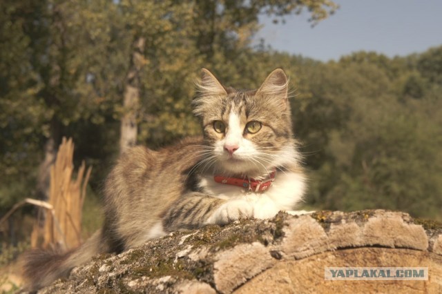 Очередной котовторник