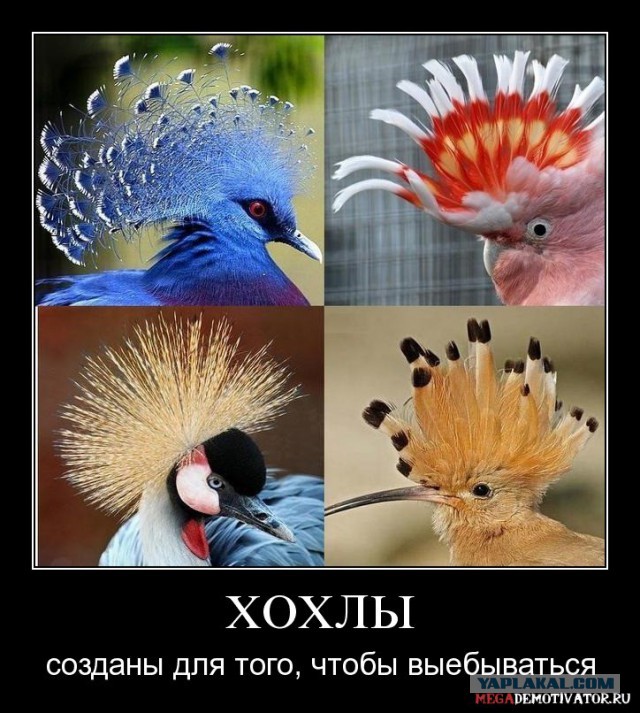 Беркут пошел на штурм
